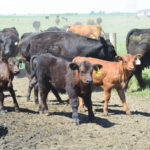 Beef producers say better access to capital will help grow the provincial herd, a stated goal of Agriculture Minister Ralph Eichler.