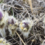 A group of crocus blooms show the first signs of spring life near Arden, Manitoba.