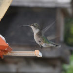 The ruby-throated hummingbird migrates from Central America — a distance of up to 6,000 km.