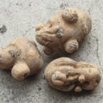 Oddly shaped tubers are a risk from both glyphosate and dicamba exposure. NDSU research shows both chemicals can affect tuber production.