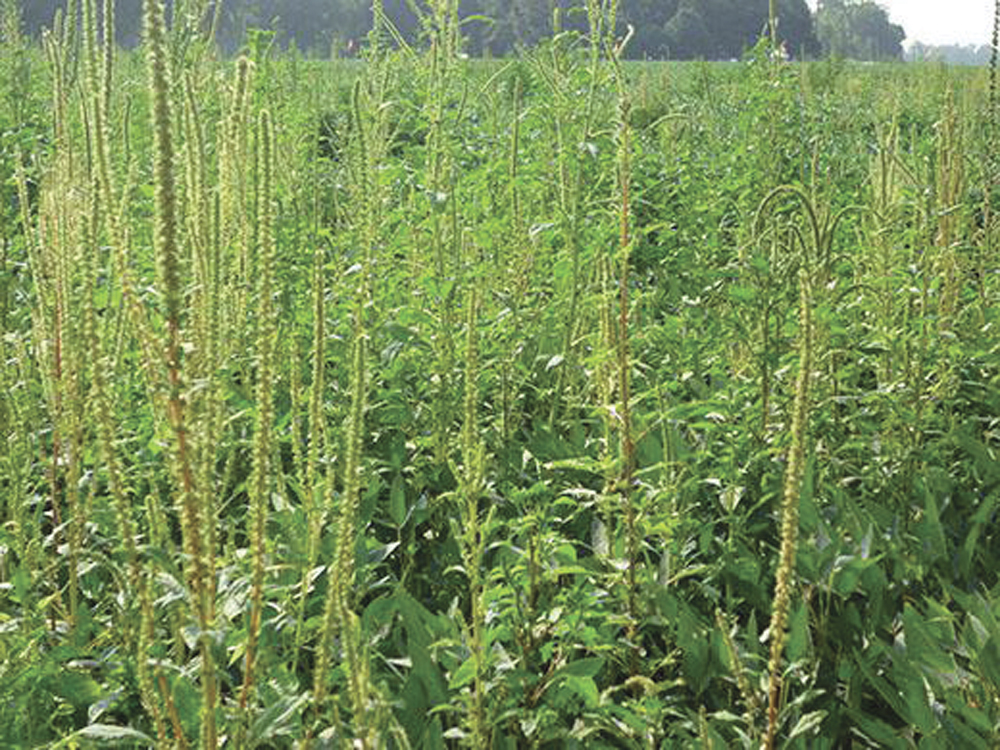 Herbicide-resistant Palmer amaranth can devastate crop yields.