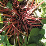 These stalks are not too thick so will be very tender.