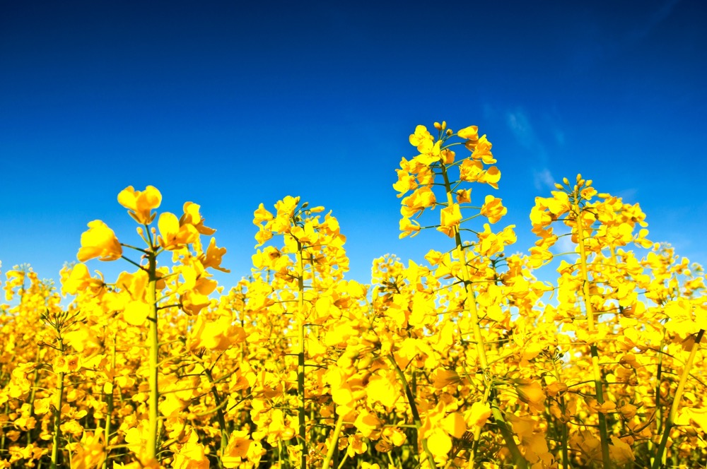 Canola remains rangebound as new-crop outlook fuzzy