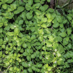 Chickweed.