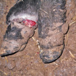 Ergot an ongoing problem for cattle producers