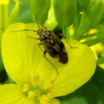 A lygus bug prepares to wreak havoc on a canola plant.