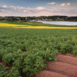 Most Canadian farmers saw higher farmland values