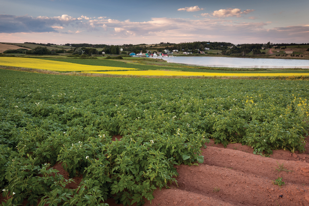 Most Canadian farmers saw higher farmland values