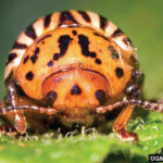 Frontal view of a Colorado potato beetle.