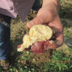 A tuber infected with Dickeya dianthicola can have a mushy consistency similar to tapioca.