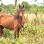Sometimes dentally challenged horses will lose weight through the winter, and rebound over the summer,  meaning a fall euthanasia date may be best for them.