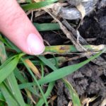Overwintering stripe rust was found April 17 in a winter wheat field near Austin by agronomist Amber Knaggs of Munro Farm Supplies. Manitoba Agriculture plant pathologist Holly Derksen says farmers with infected fields should keep scouting and consider applying a fungicide at weed spraying time if the disease is still present in fields of susceptible varieties.