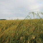 Wild oats, known to be highly competitive with wheat, have declined in relative abundance, according to weed survey results.