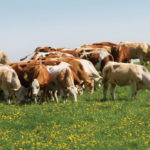 Manitoba beef producers are keeping a wary eye on NAFTA renegotiations but see plenty of opportunity alongside the potential risks.