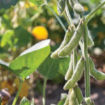 Soybeans are starting to grow quickly outside the traditional production zone in the Red River Valley and the most recent StatsCan report reflects this.