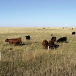 Prices remain firm as buyers seek grass cattle