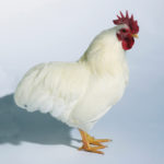 It appears religious edicts that spurred greater demand for chicken caused a spurt in genetic development.