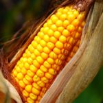 VIDEO: Baker Colony brings home corn competition win once again