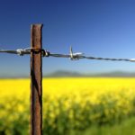 Fence and canola crop