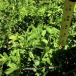 Forage growth in the West/Central area on May 23.