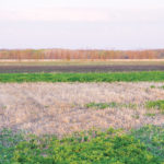 A field in the western Pembina Valley region is one of several in the area to report patchy regrowth.