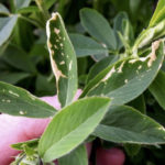 Frost damage in alfalfa that occurred on May 19.