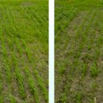 In-field effects: The seed planted in both wheat plots had 12 to 15 per cent fusarium infection, but the seed on the left was treated and the seed on the right was not.