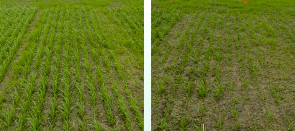 In-field effects: The seed planted in both wheat plots had 12 to 15 per cent fusarium infection, but the seed on the left was treated and the seed on the right was not.
