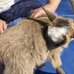 VIDEO: Baby goats and yoga poses come to Anola