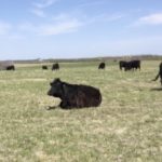 VIDEO: Manitoba Beef and Forage Initiatives gets ready for summer research