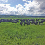 The herd grazes one of 100 paddocks at Nerbas Bros. Angus, part of the operation’s strip grazing system.