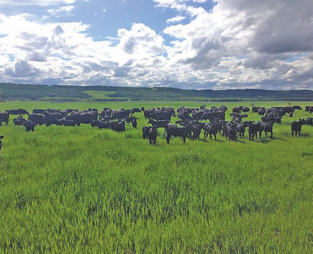 The herd grazes one of 100 paddocks at Nerbas Bros. Angus, part of the operation’s strip grazing system.
