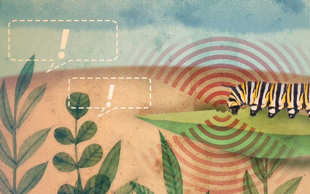 Researchers at the University of Delaware found that when a plant has its leaf nicked, it sends out an alert to neighbouring plants, which begin beefing up their defences.