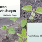 Soybeans should be rolled at the first trifoliate stage.