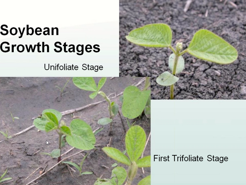 Soybeans should be rolled at the first trifoliate stage.