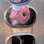 Hogs on a stock trailer bound for a Toronto packing plant accept drinks from Toronto Pig Save members in 2013. (Screengrab of Toronto Pig Save video via YouTube)