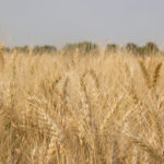 By getting a good winter wheat seeding date, you'll be able to harvest it sooner next year.