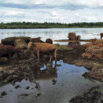 High water has inundated Tim Berscheid’s ranch, near The Pas.