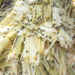 Bagasse, as the leftover crushed stalks of sugar cane are known, may some day be converted to biofuels due to research into plant cell walls.
