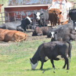 The beef sector says the Verified Beef Production Plus program is the “cornerstone” of their efforts to foster public trust.