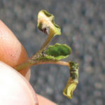 It was an early frost last week — likely too early to cause frost damage like this, since most of the canola was still in the ground when it hit.