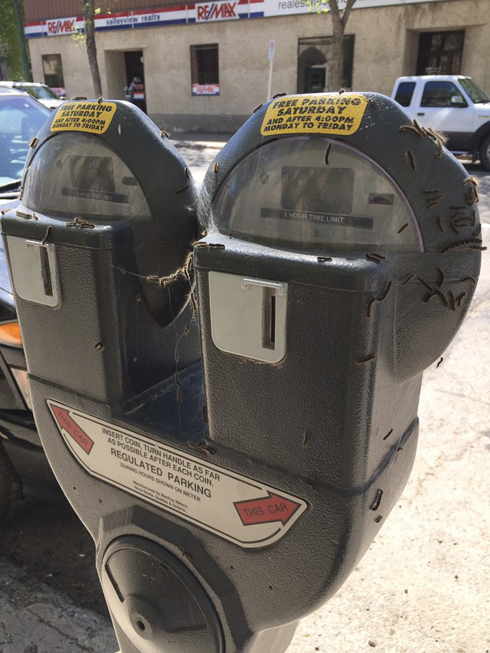 Both urban and rural areas have been fighting against an invasion of caterpillars  in recent weeks.