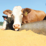 Late-season forages, supplemented with dried distillers grains, provide vital protein and energy that would otherwise be unavailable in late season.