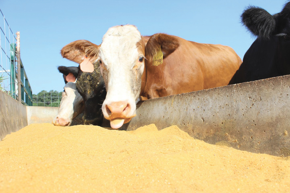 Late-season forages, supplemented with dried distillers grains, provide vital protein and energy that would otherwise be unavailable in late season.