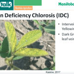 IDC suspected cause of a lot of yellow soybeans this year