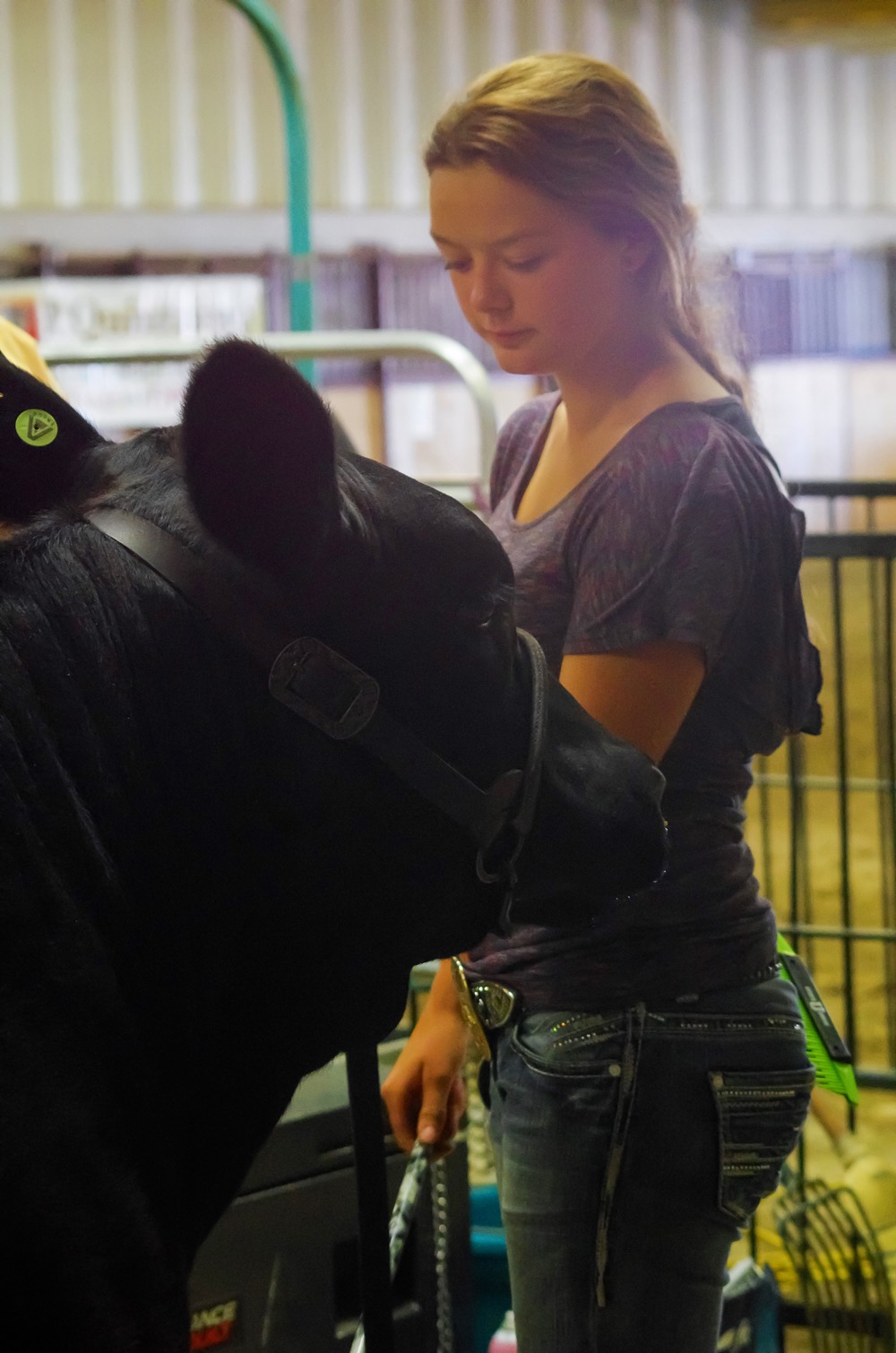 A participant prepares the final touches while waiting to enter the ring during the Manitoba Summer Fair junior heifer competition. The fair ran June 7-11, 2017. 