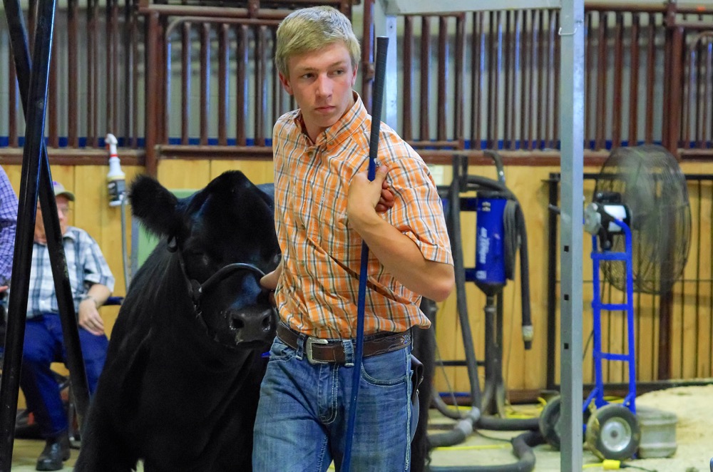 Justin Carvey of Alexander, Man., leads in his winning heifer during the 2017 Manitoba Summer Fair junior cattle show.