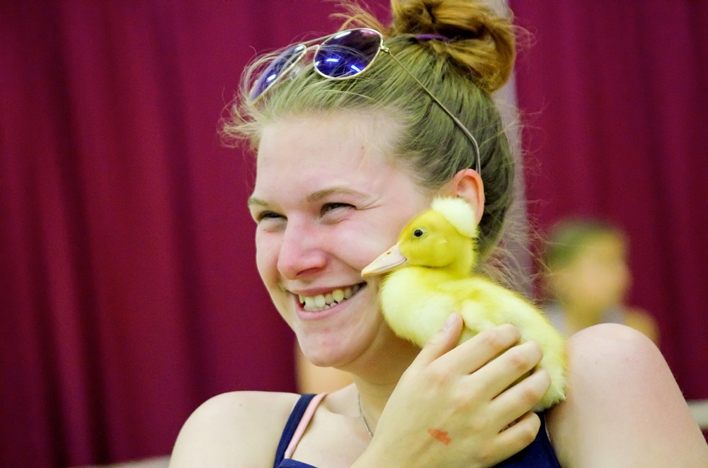 Lindsay Anderson of Brandon cuddles with a duckling at the Manitoba Summer Fair petting zoo June 11. 