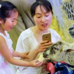 A hungry sheep makes for a photographic moment at the petting zoo.