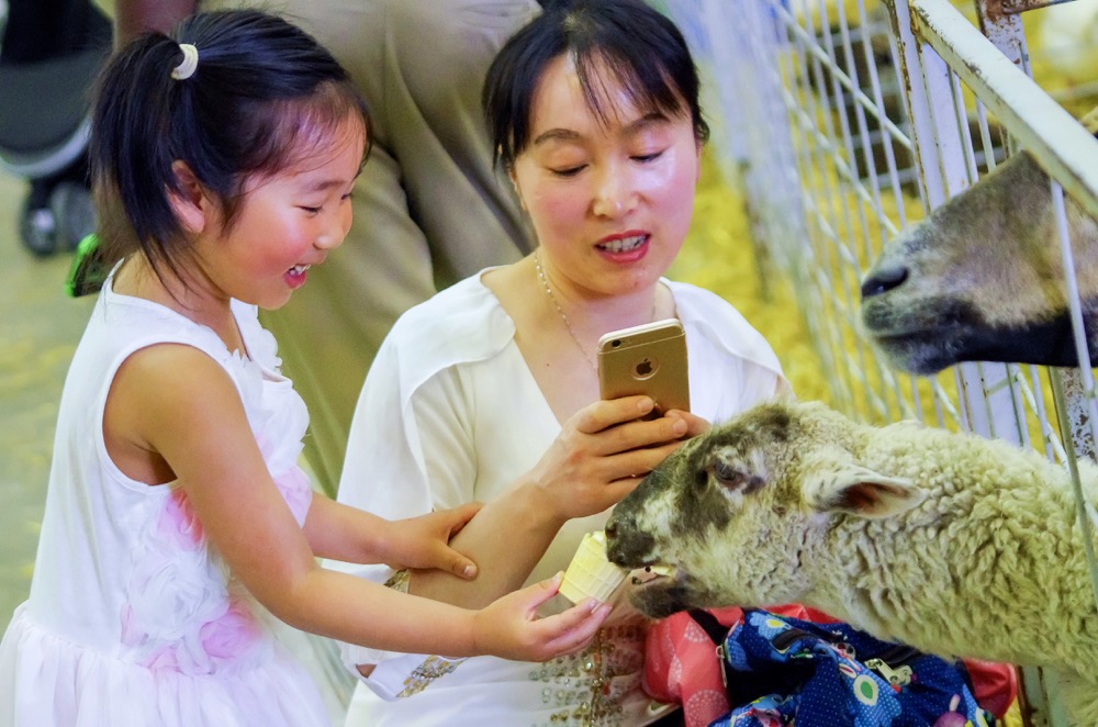 A hungry sheep makes for a photographic moment at the petting zoo.